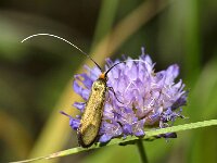 Nemophora metallica 2, Gouden langsprietmot, Saxifraga-Peter Gergely