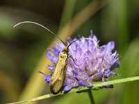 Nemophora metallica 2, Saxifraga-Peter Gergely