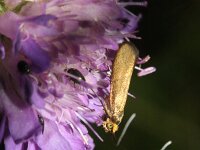 Nemophora metallica 3, Gouden langsprietmot, Saxifraga-Rutger Barendse