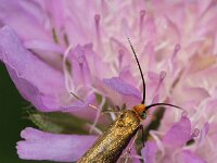 Nemophora metallica 5, Gouden langsprietmot, Saxifraga-Foto Fitis-Adriaan Dijksen