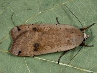 Noctua pronuba 11, Huismoeder, Saxifraga-Ab H Baas