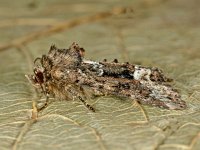 Oligia strigilis 3, Gelobd halmuiltje, Saxifraga-Ab H Baas