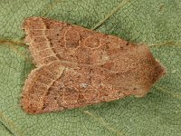 Orthosia cerasi 13, Tweestreepvoorjaarsuil, Saxifraga-Ab H Baas