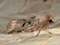 Orthosia gothica 4, Nunvlinder, Saxifraga-Ab H Baas