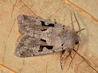 Orthosia gothica 6, Nunvlinder, Saxifraga-Ab H Baas