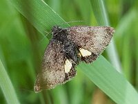 Panemeria tenebrata 2, Dwerghuismoeder, Saxifraga-Ben Delbaere