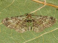 Pasiphila rectangulata 2, Groene dwergspanner, Saxifraga-Ab H Baas