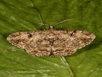 Peribatodes rhomboidaria 12, Taxusspikkelspanner, Saxifraga-Ab H Baas