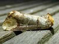 Phalera bucephala 29, Wapendrager, Saxifraga-Bart Vastenhouw