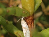 Phalonidia affinitana