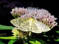 Pleuroptya ruralis 2, Parelmoermot, Saxifraga-Bart Vastenhouw