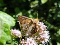 Plusia festucae 4, Goudvenstertje, Saxifraga-Ben Delbaere
