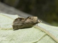 pterostoma palpina 8, Snuitvlinder, Saxifraga-Marijke Verhagen