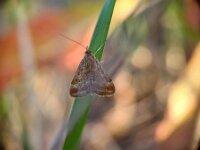 Pyrausta despicata 2, Weegbreemot, Saxifraga-Ben Delbaere