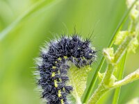 Saturnia pavonia 19, Nachtpauwoog, Rups, Saxifraga-Bart Heijne : 2025, Engbertsdijksvenen, Saturnia pavonia, insect, jong, juni, nachtpauwoog, nachtvlinder, rups, zomer