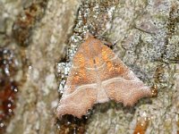 Scoliopteryx libatrix 12, Roesje, Saxifraga-Joep Steur