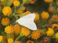 Sitochroa palealis 5, Bruidsmot, Saxifraga-Sytske Dijksen
