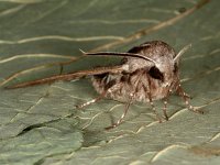 Sphinx pinastri 14, Dennenpijlstaart, Saxifraga-Ab H Baas