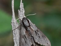 Sphinx pinastri 19, Dennenpijlstaart, Saxifraga-Luuk Vermeer