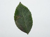 Stigmella anomalella 1, Bruine rozenmineermot, Saxifraga-Joep Steur