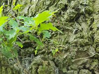 Nest of Oak processionary (Thaumetopoea processionea)  Nest of Oak processionary (Thaumetopoea processionea) : nest, Oak processionary, Thaumetopoea processionea, caterpillar. caterpillars, insect, insects, animal, wild animal, pest, caterpillar dermatitis, nuisance, irritant hairs, nature, natural, oak, oak tree, trunk, nobody, no people, outdoor, outside, outdoors, summer, summertime, bark