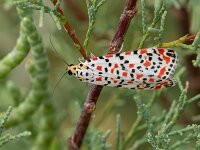 Utetheisa pulchella 3, Prachtbeer, Saxifraga-Bart Heijne : 0910, 2025, Parque Natural dels Aiguamolls de l'Empordà, Sant Pere Pescador, Spanje, Utetheisa pulchella, beervlinders, insect, nachtvlinder, prachtbeer, september, vakantie