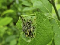 Larvae of  Spindle ermine (Yponomeuta cagnagella) on leaf of European spindle (Euonymus europaeus)  Larvae of  Spindle ermine (Yponomeuta cagnagella) on leaf of European spindle (Euonymus europaeus) : larvae, larva, spindle ermine, Yponomeuta cagnagella, moth, moths, ermine moth, lepidoptera, leaf, leaves, european spindle- spindle, Euonymus europaeus, caterpillar, caterpillars, insect, animal, wild, invertebrate, wildlife, zoology, biology, nature, natural, summer, summertime, no people, nobody, outside, outdoor, outdoors