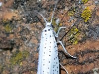 Yponomeuta evonymella 12, Vogelkersstippelmot, Saxifraga-Bart Vastenhouw