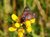 Zygaena filipendulae 54, Sint-jansvlinder, Saxifraga-Bart Vastenhouw