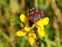 Zygaena filipendulae 55, Sint-jansvlinder, Saxifraga-Bart Vastenhouw