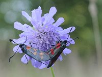 Zygaena filipendulae 60, Sint-jansvlinder, Saxifraga-Luuk Vermeer