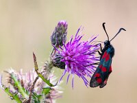 Zygaena filipendulae 69, Sint-jansvlinder, Saxifraga-Gerard de Jong : Insect, Korenburger en Corlesche Veen, Macro, Overig, Saxifraga Beeldbank, Sint-jansvlinder, Zygaena filipendulae, nachtvlinder