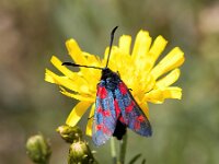 Zygaena filipendulae 71, Sint-Jansvlinder, Saxifraga-Bart Vastenhouw