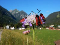 Zygaena purpuralis 2, Streep-sint-jansvlinder, Saxifraga-Ed Stikvoort