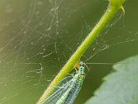 Chrysopa perla 3, Gewone gaasvlieg, Saxifraga-Bart Heijne : 2025, Chrysopa perla, Chrysopidae, Engbertsdijksvenen, Neuroptera, gewone gaasvlieg, insect, juni, zomer