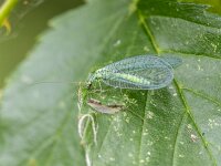 Chrysopa perla 4, Gewone gaasvlieg, Saxifraga-Bart Heijne : 2025, Chrysopa perla, Chrysopidae, Engbertsdijksvenen, Neuroptera, gewone gaasvlieg, insect, juni, zomer
