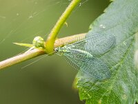 Chrysopa perla 5, Gewone gaasvlieg, Saxifraga-Bart Heijne : 2025, Chrysopa perla, Chrysopidae, Engbertsdijksvenen, Neuroptera, gewone gaasvlieg, insect, juni, zomer