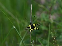 Libelloides macaronius 5, Saxifraga-Dirk Hilbers