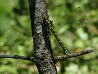 Aeshna cyanea 36, female, Blauwe glazenmaker, Saxifraga-Dirk Hilbers