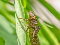 Aeshna cyanea 37, Blauwe glazenmaker, exuvia, Saxifraga-Bart Heijne : 2025, Aeshna cyanea, Ede, blauwe glazenmaker, exuvium, insect, juli, libel, stack 7, tuin, vervellingshuidje, vijver, zomer