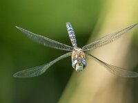 Aeshna mixta 58, Paardenbijter, male, Saxifraga-Bart Heijne : 2025, Aeshna mixta, KNNV, Renkumse Benedenwaard, augustus, insect, inventarisatie, libel, man, paardenbijter, vliegend, zomer