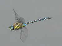 Aeshna mixta 59, Paardenbijter, male, Saxifraga-Bart Heijne : 2025, Aeshna mixta, KNNV, Renkumse Benedenwaard, augustus, insect, inventarisatie, libel, man, paardenbijter, vliegend, zomer
