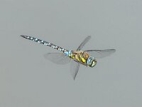 Aeshna mixta 60, Paardenbijter, male, Saxifraga-Bart Heijne : 2025, Aeshna mixta, KNNV, Renkumse Benedenwaard, augustus, insect, inventarisatie, libel, man, paardenbijter, vliegend, zomer