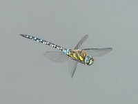 Aeshna mixta 61, Paardenbijter, Saxifraga-Bart Heijne : 2025, Aeshna mixta, KNNV, Renkumse Benedenwaard, augustus, insect, inventarisatie, libel, man, paardenbijter, vliegend, zomer