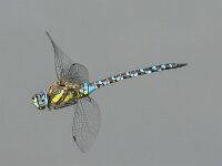 Aeshna mixta 63, Paardenbijter, Saxifraga-Bart Heijne : 2025, Aeshna mixta, KNNV, Renkumse Benedenwaard, augustus, insect, inventarisatie, libel, man, paardenbijter, vliegend, zomer