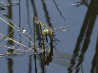 Anax imperator 48, Grote keizerlibel, Saxifraga-Willem van Kruijsbergen