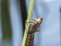 Anax imperator 51, Grote keizerlibel, Saxifraga-Willem van Kruijsbergen