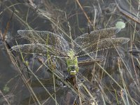 Anax imperator 53, Grote keizerlibel, Saxifraga-Willem van Kruijsbergen