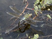 Anax imperator 58, Grote keizerlibel, Saxifraga-Willem van Kruijsbergen