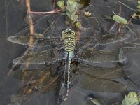 Anax imperator 60, Grote keizerlibel, Saxifraga-Willem van Kruijsbergen